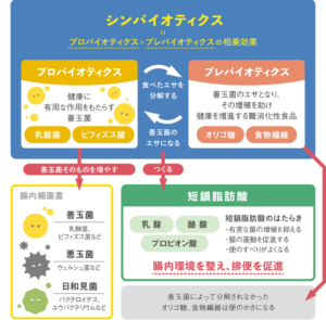 便通改善に有効なシンバイオティクスって何？ ｜ボララボ おしり悩み研究所｜おしりトラブル・痔の総合情報サイト