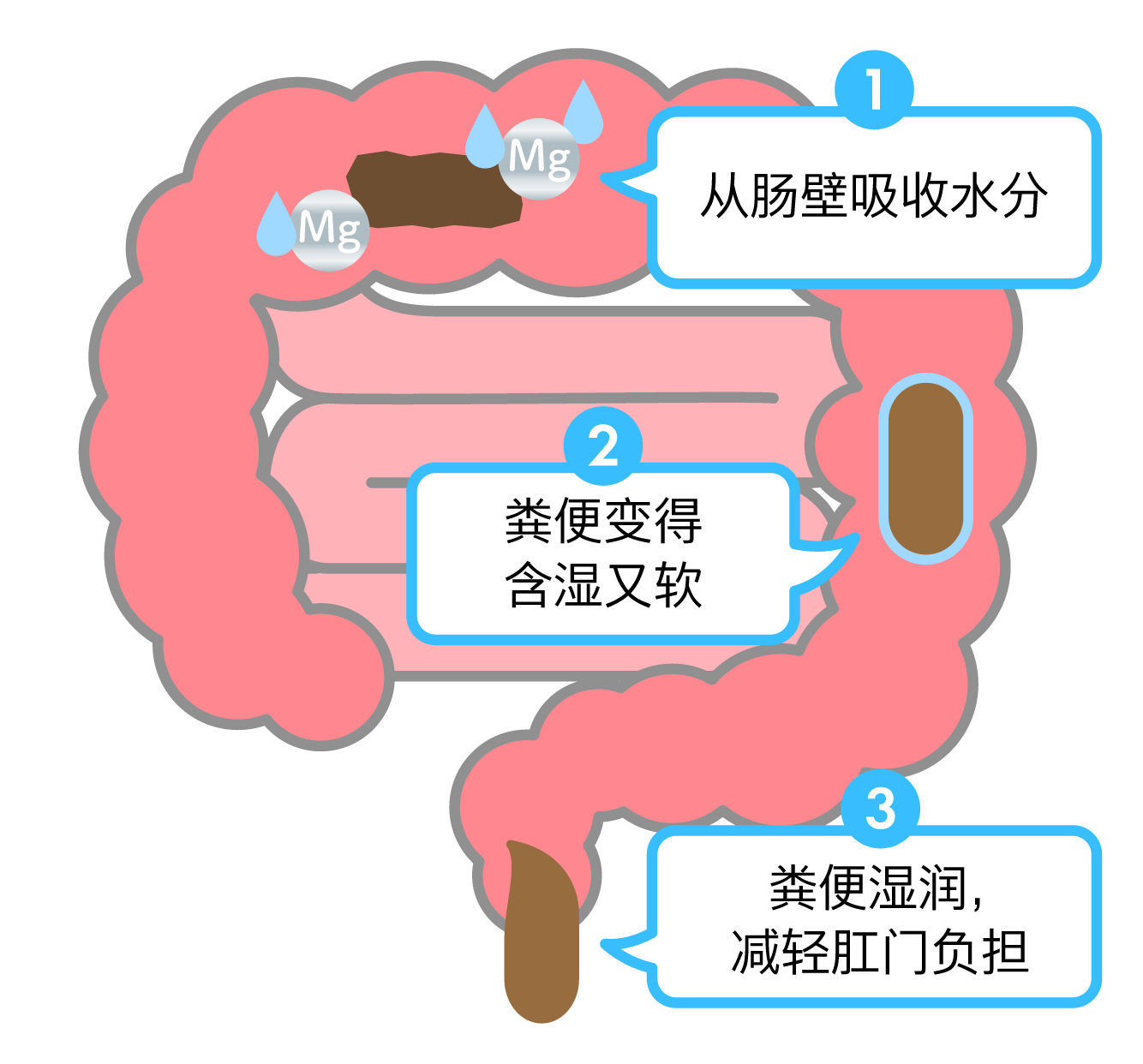 软化大便，不会对肛门产生负担的氢氧化镁便秘药