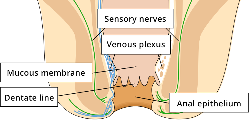 he anus consists of a combination of two different tissues