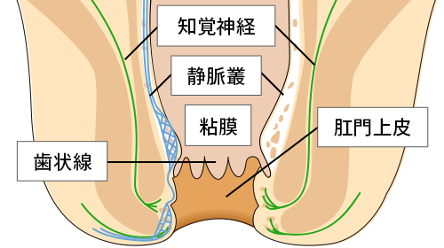 肛门的构造